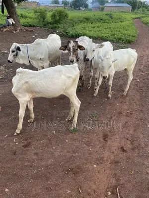 Afa Farm Animal