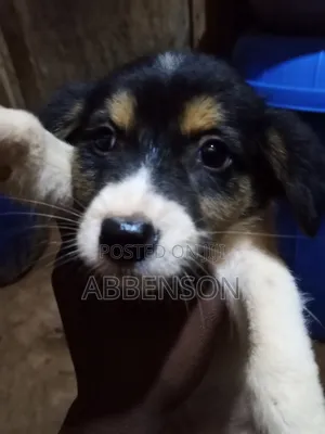 1-3 months Male Mixed Breed Jack Russell Terrier