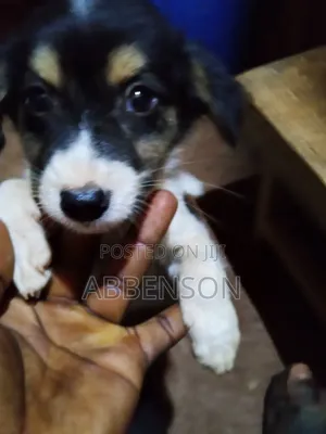 1-3 months Male Mixed Breed Jack Russell Terrier