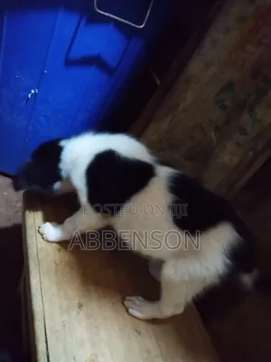 1-3 months Male Mixed Breed Jack Russell Terrier