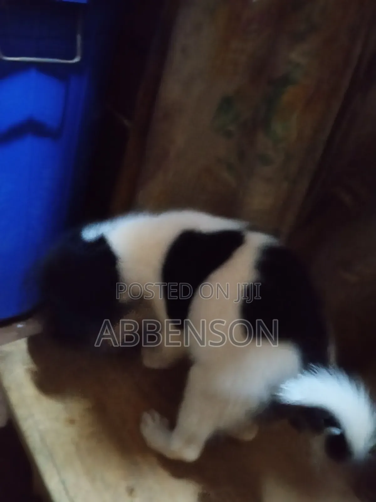 1-3 months Male Mixed Breed Jack Russell Terrier