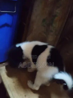 1-3 months Male Mixed Breed Jack Russell Terrier