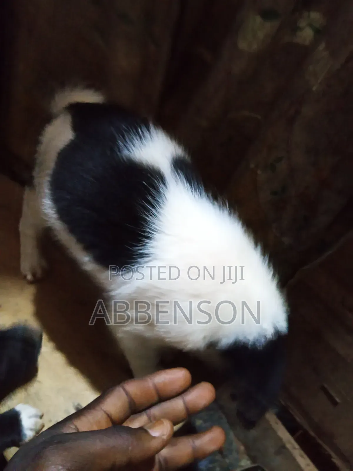 1-3 months Male Mixed Breed Jack Russell Terrier