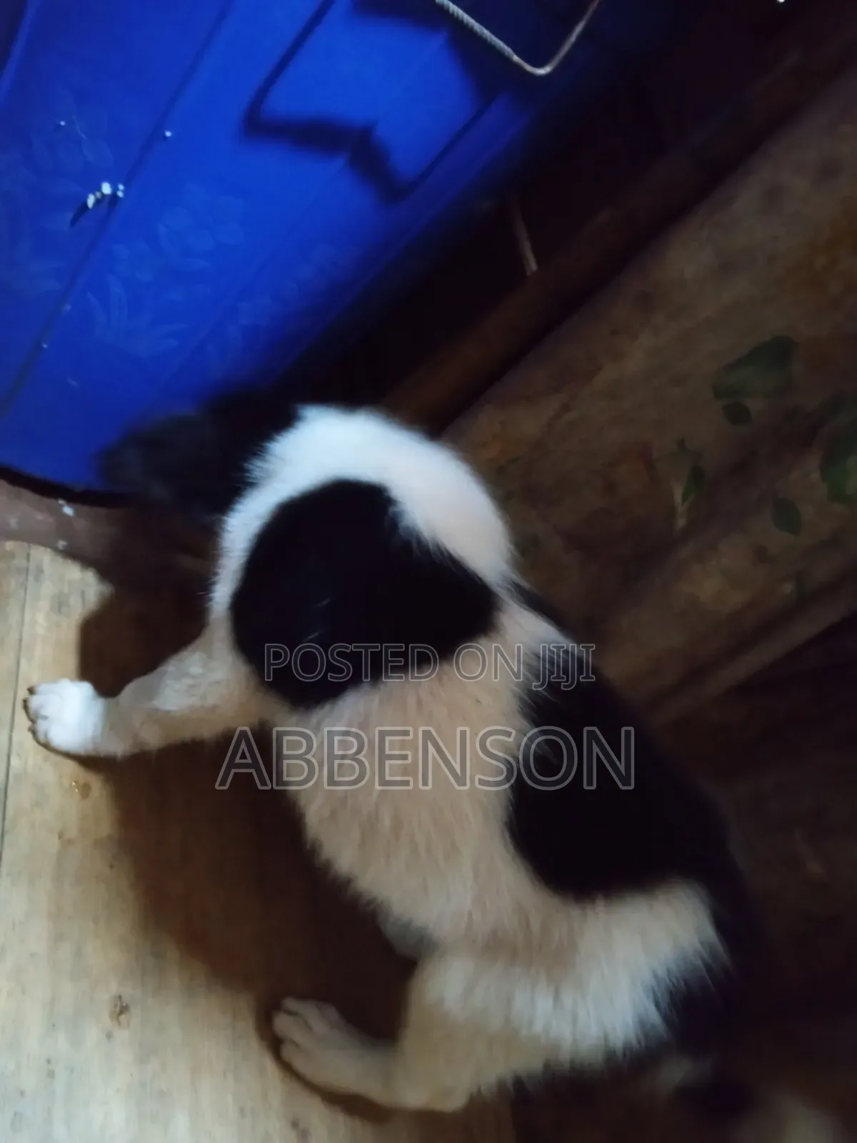 1-3 months Male Mixed Breed Jack Russell Terrier
