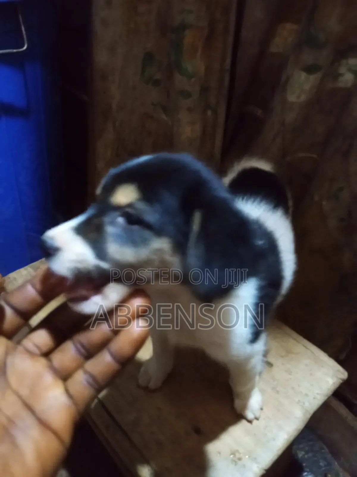 1-3 months Male Mixed Breed Jack Russell Terrier