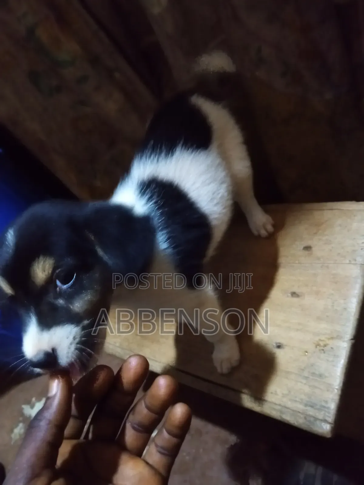 1-3 months Male Mixed Breed Jack Russell Terrier