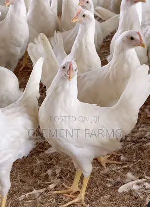 White Leghorns