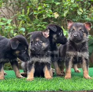 1-3 months Male Purebred German Shepherd