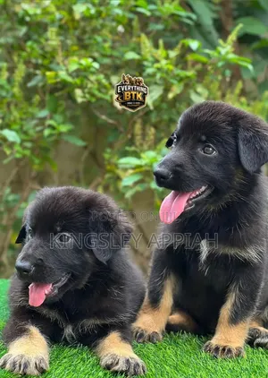 1-3 months Male Purebred German Shepherd