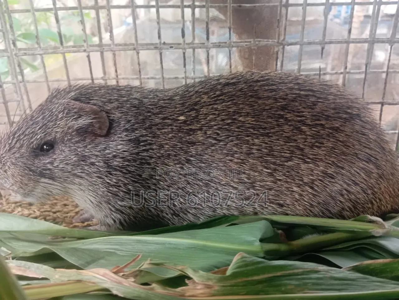 4 Male and 1 Female Grasscutters for Sale