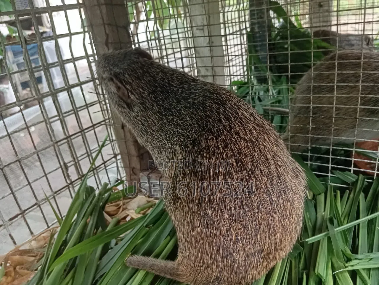 4 Male and 1 Female Grasscutters for Sale