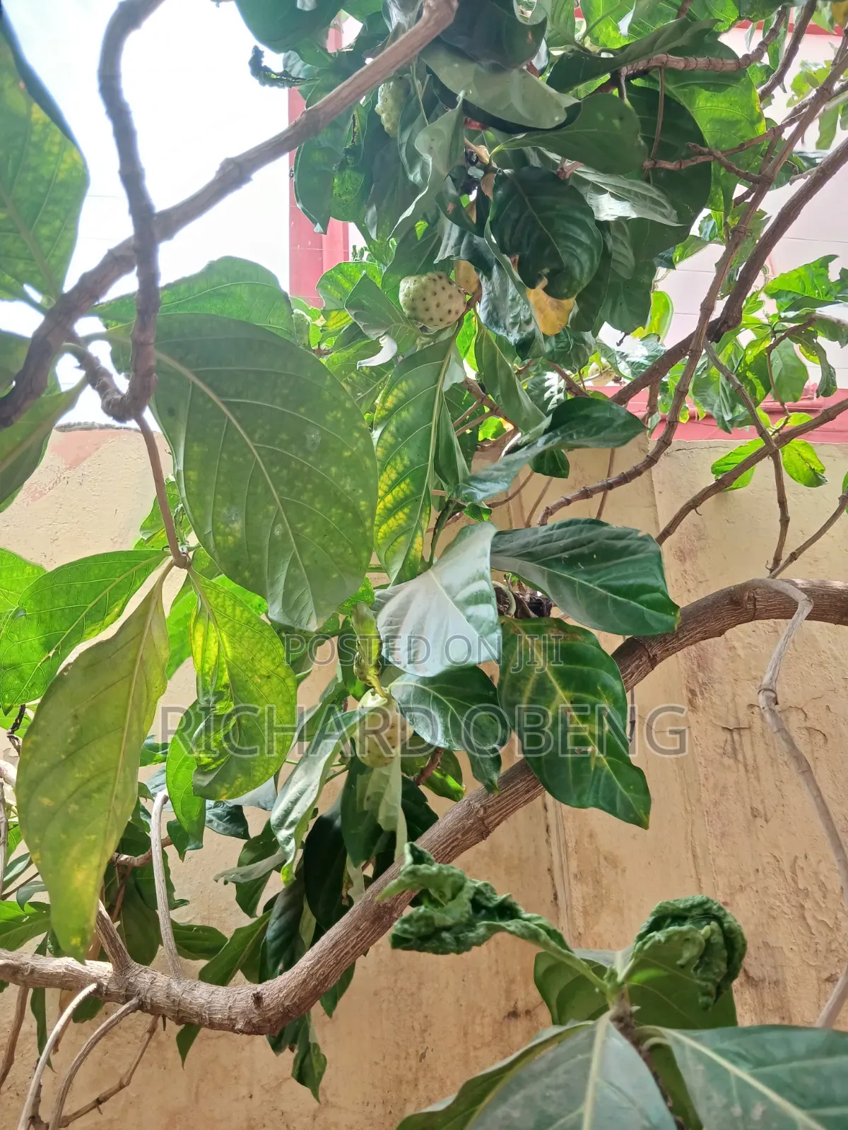 Organic Noni for Sale