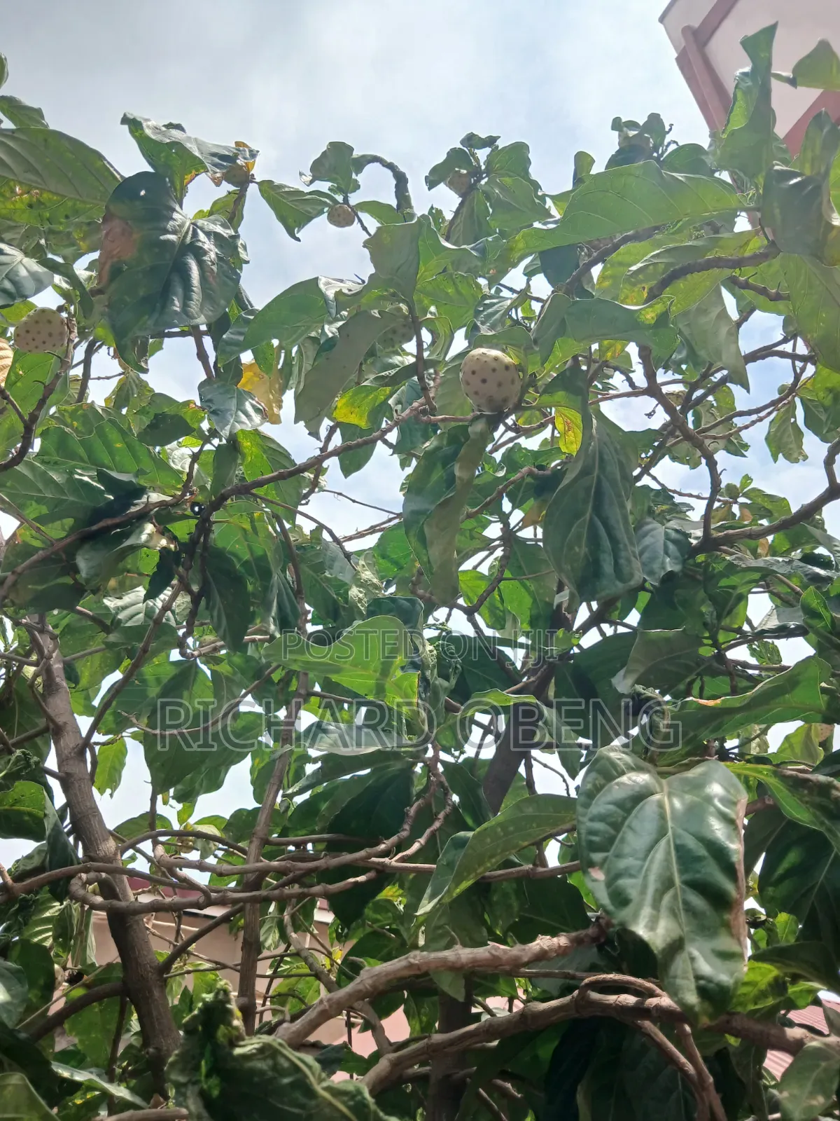 Organic Noni for Sale