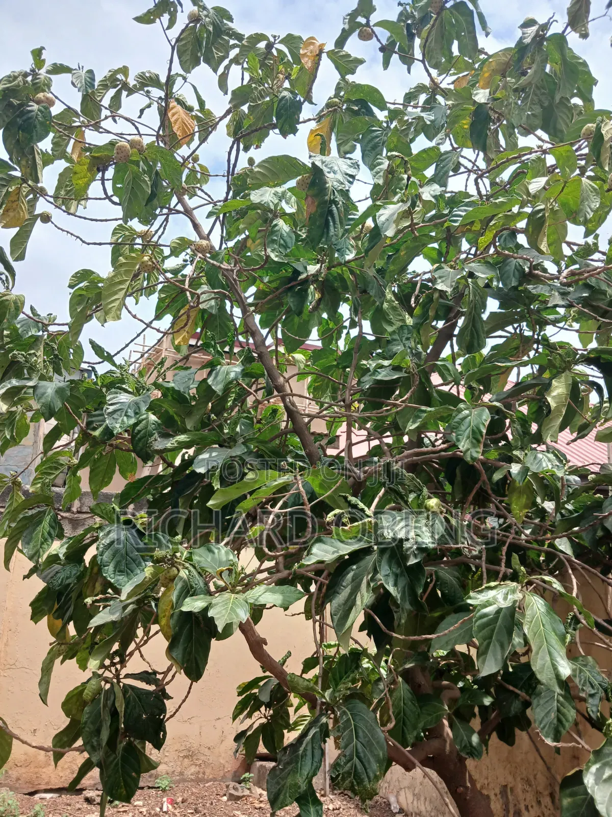 Organic Noni for Sale