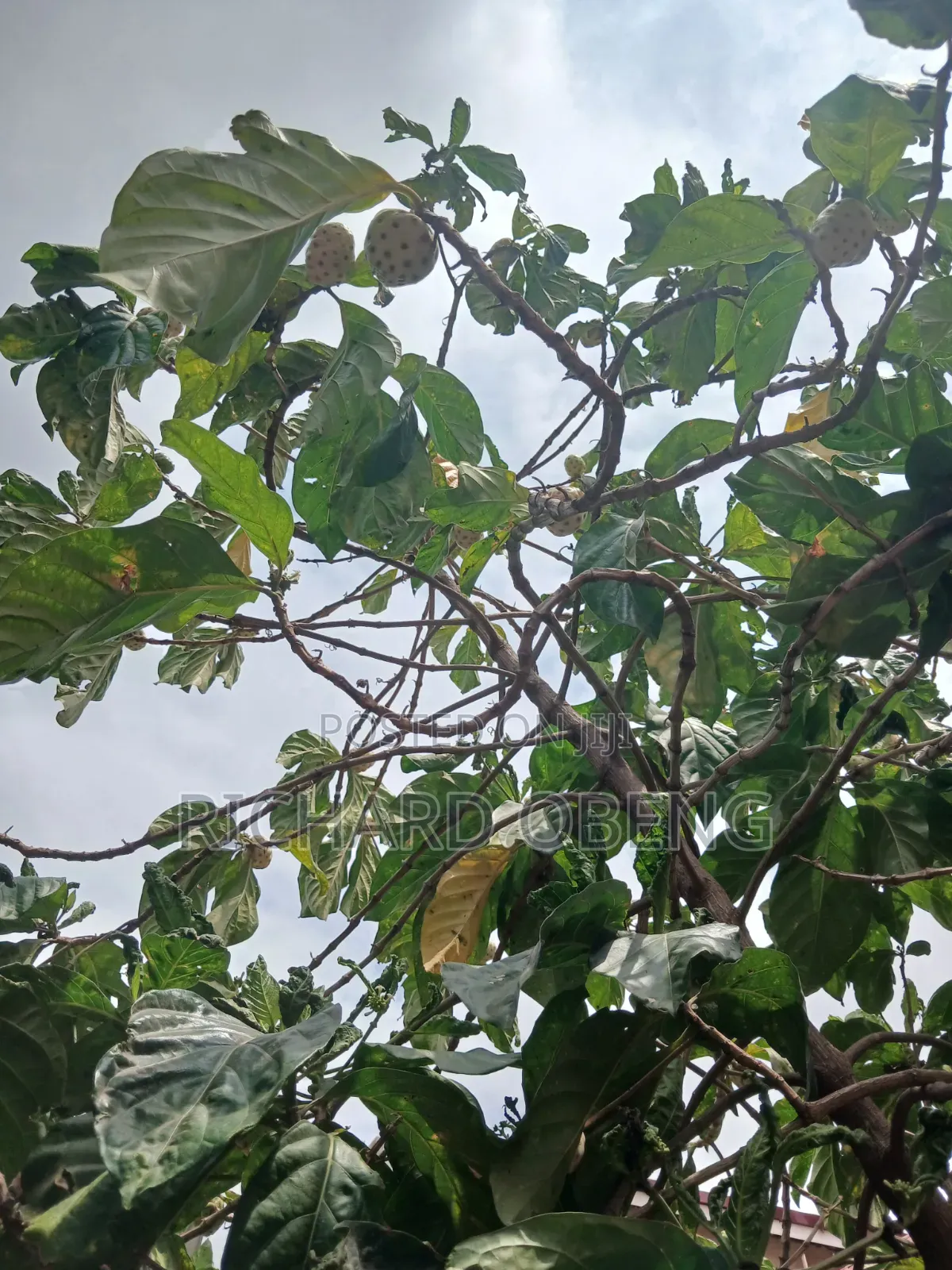 Organic Noni for Sale