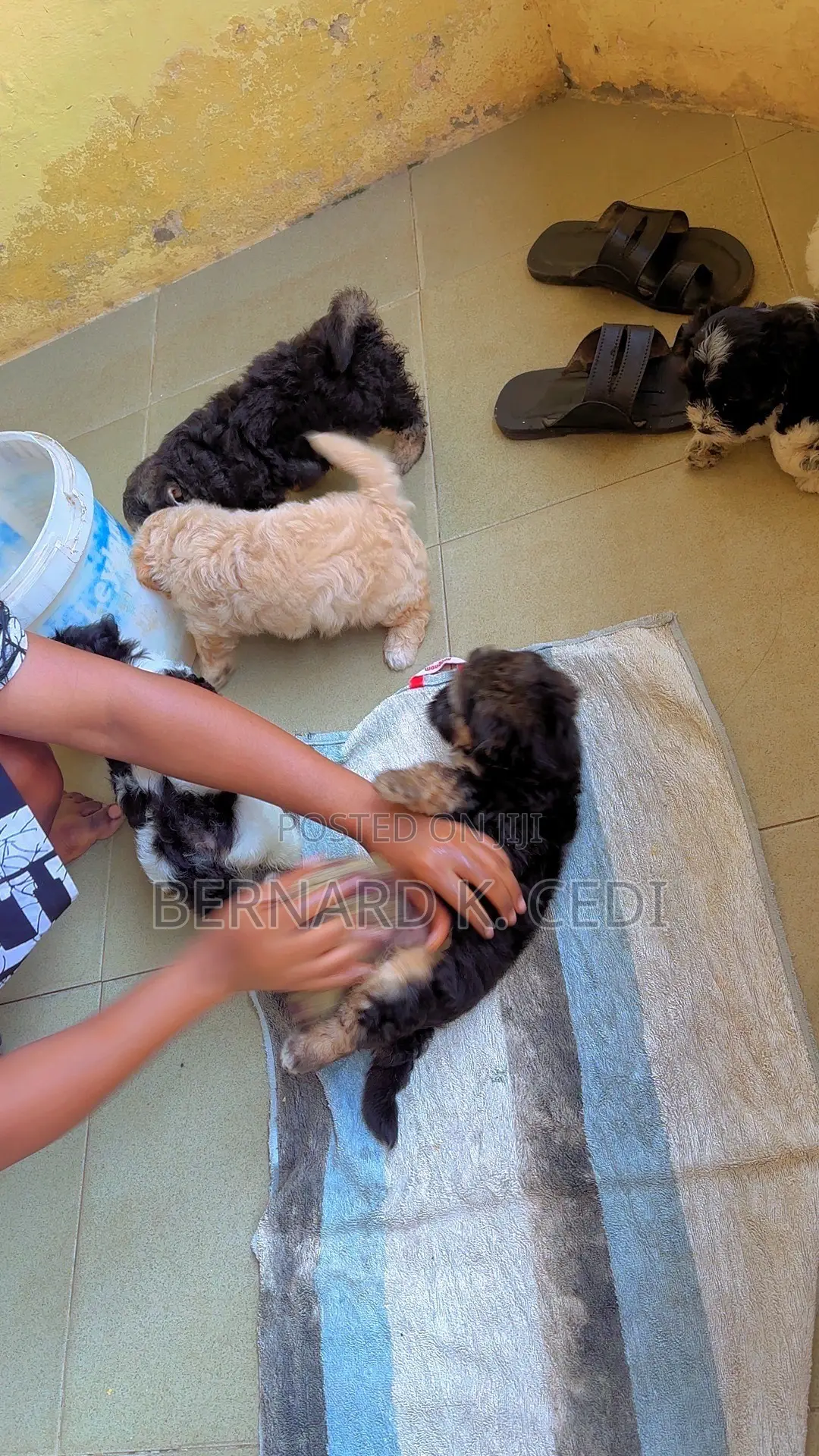 1-3 months Female Purebred Poodle