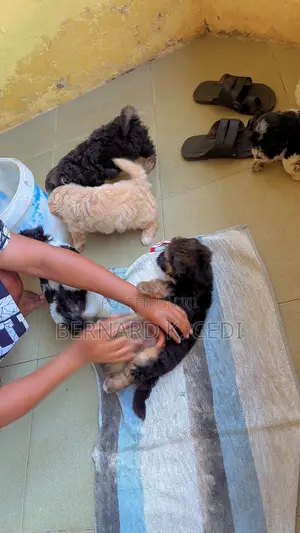 1-3 months Female Purebred Poodle