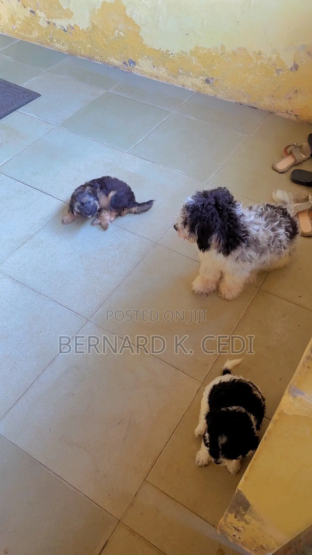 1-3 months Female Purebred Poodle