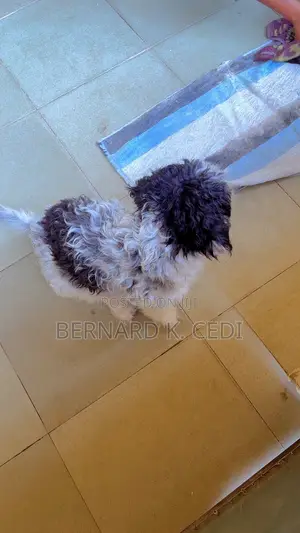 1-3 months Female Purebred Poodle