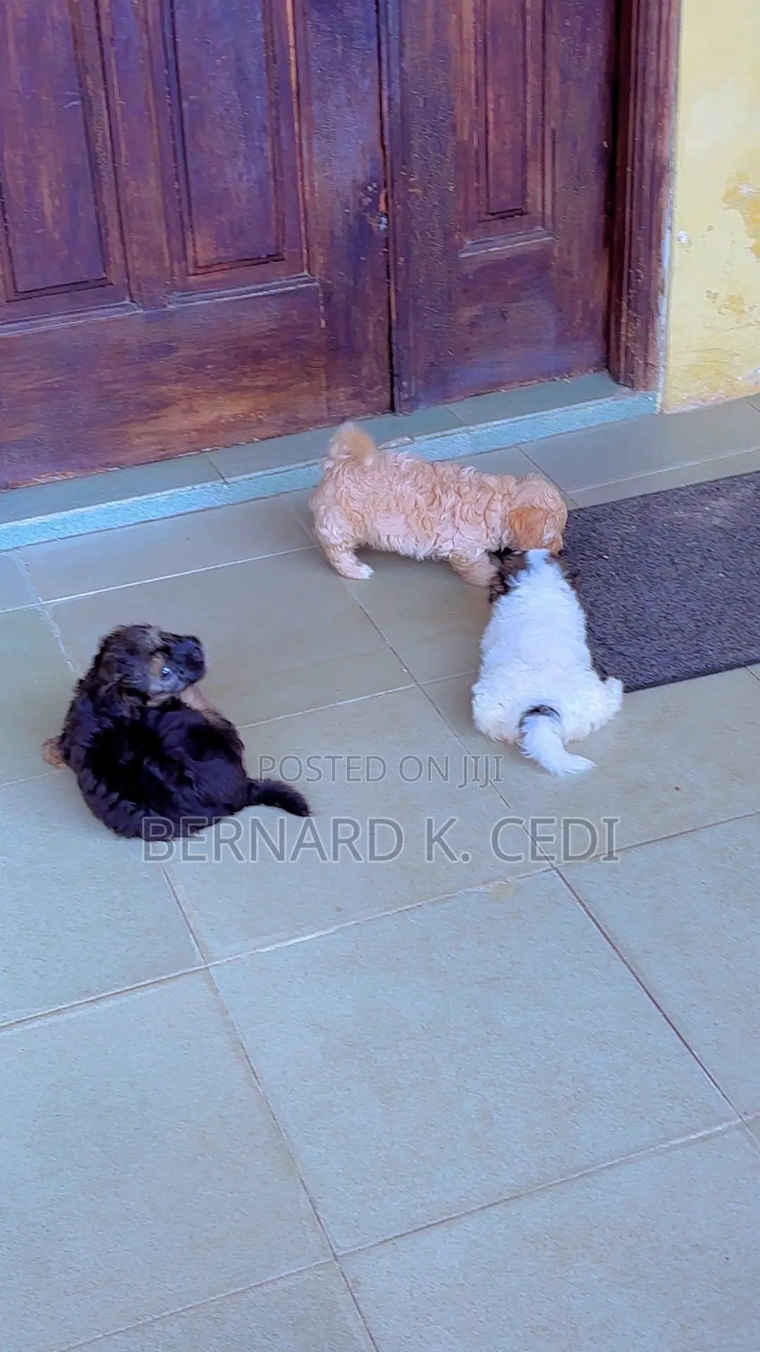 1-3 months Female Purebred Poodle