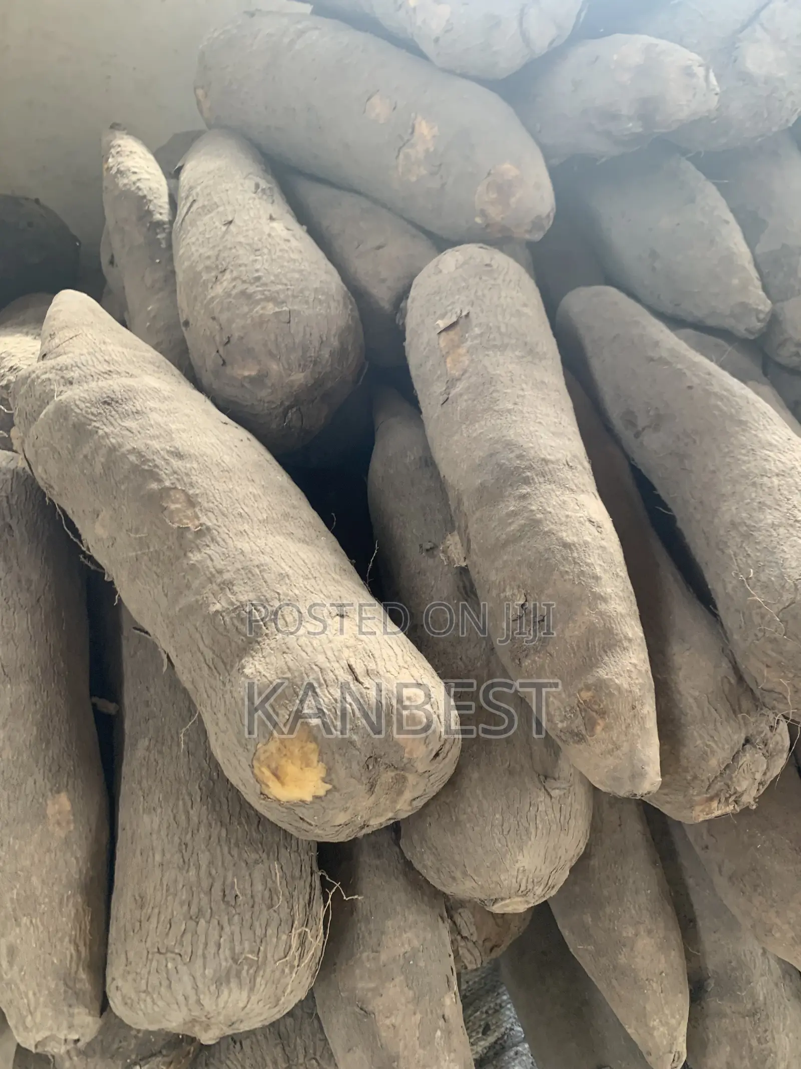 Yam Tubers