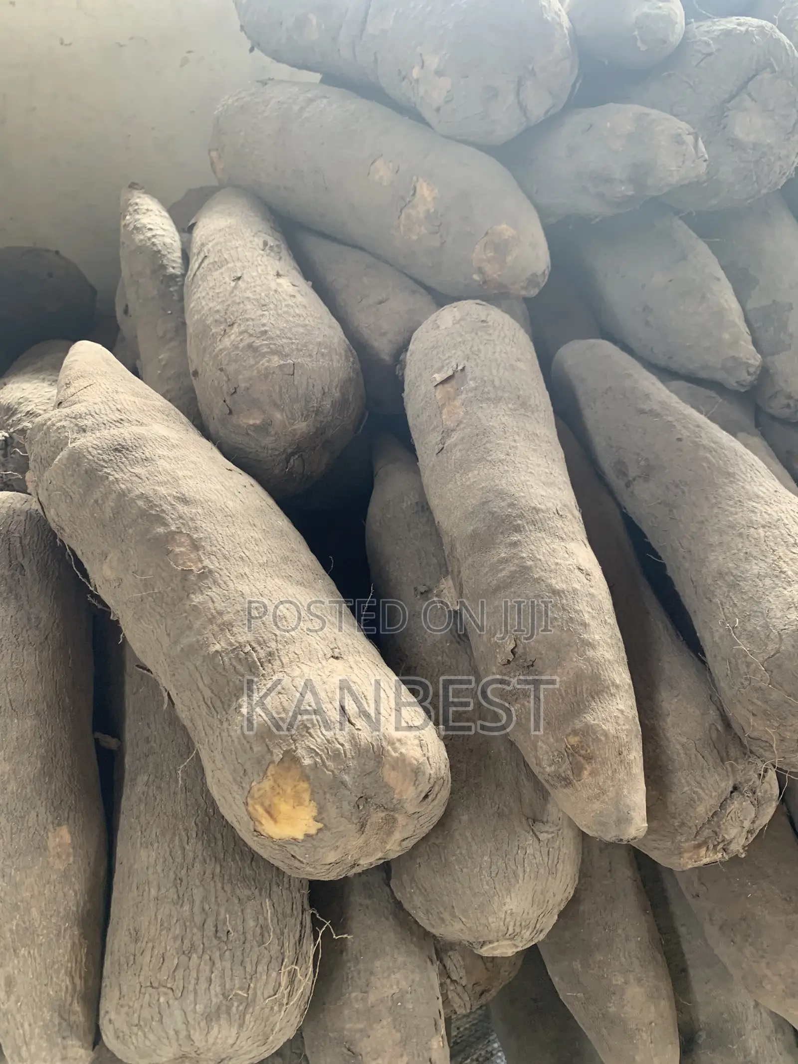 Yam Tubers