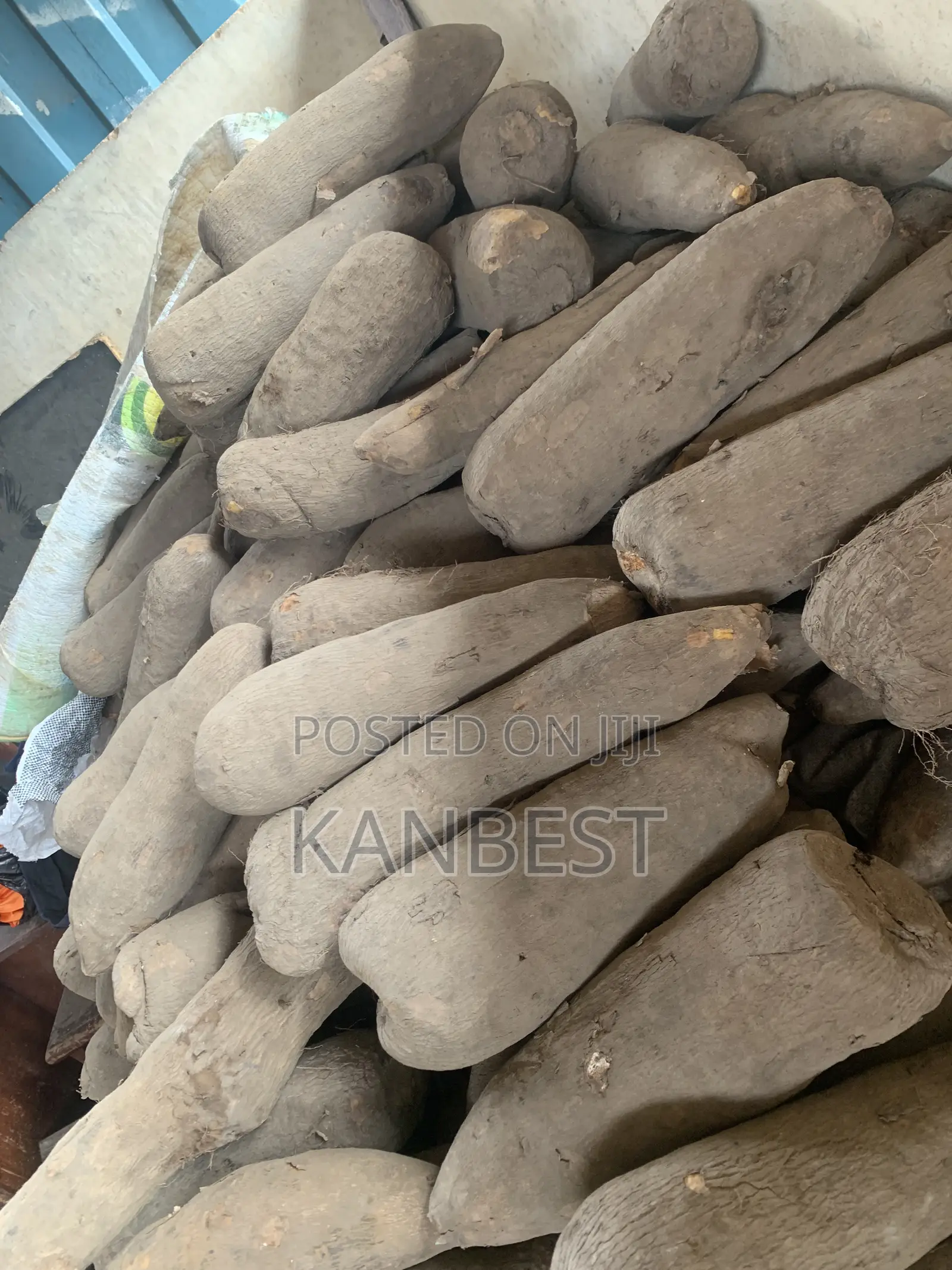 Yam Tubers