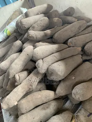 Yam Tubers