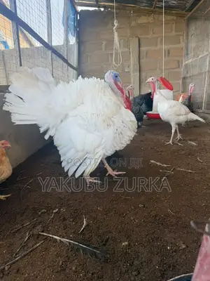 Healthy Adult Turkeys for Sale – Tamale