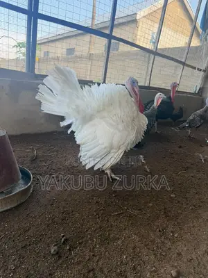 Healthy Adult Turkeys for Sale – Tamale