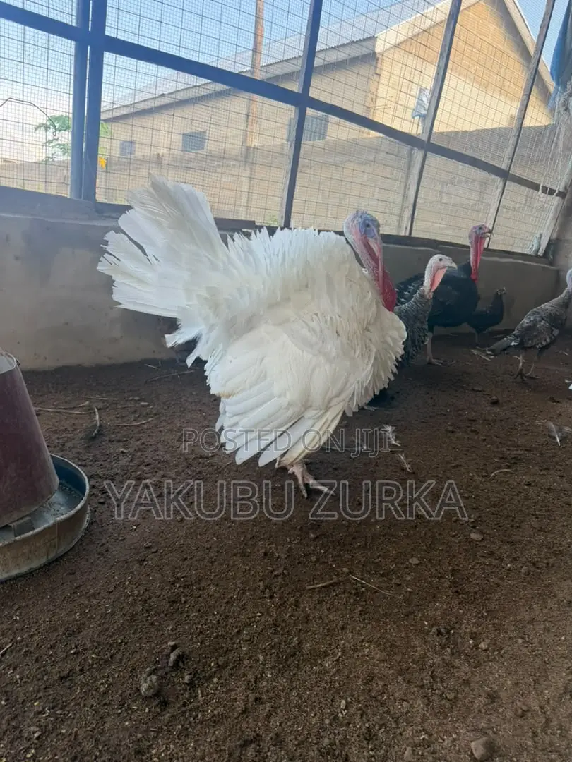 Healthy Adult Turkeys for Sale – Tamale