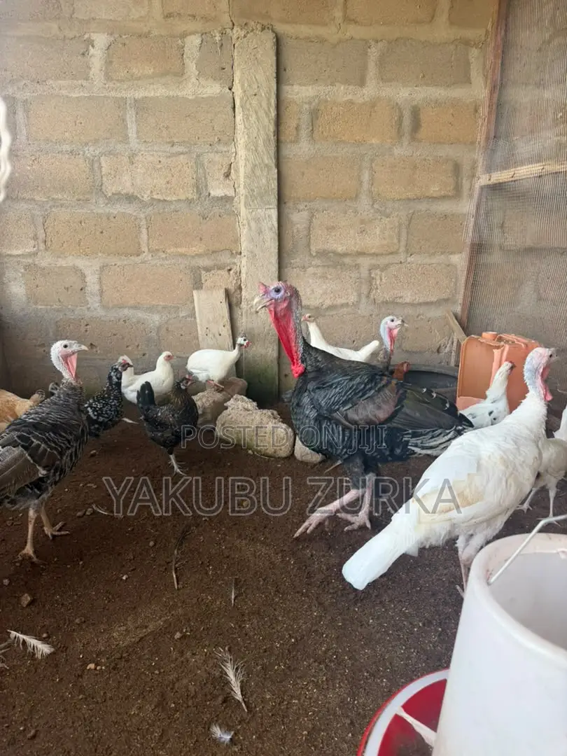 Healthy Adult Turkeys for Sale – Tamale