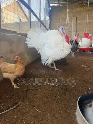 Healthy Adult Turkeys for Sale – Tamale