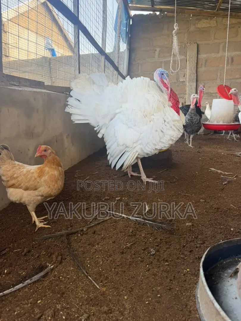 Healthy Adult Turkeys for Sale – Tamale