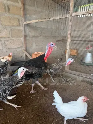Healthy Adult Turkeys for Sale – Tamale