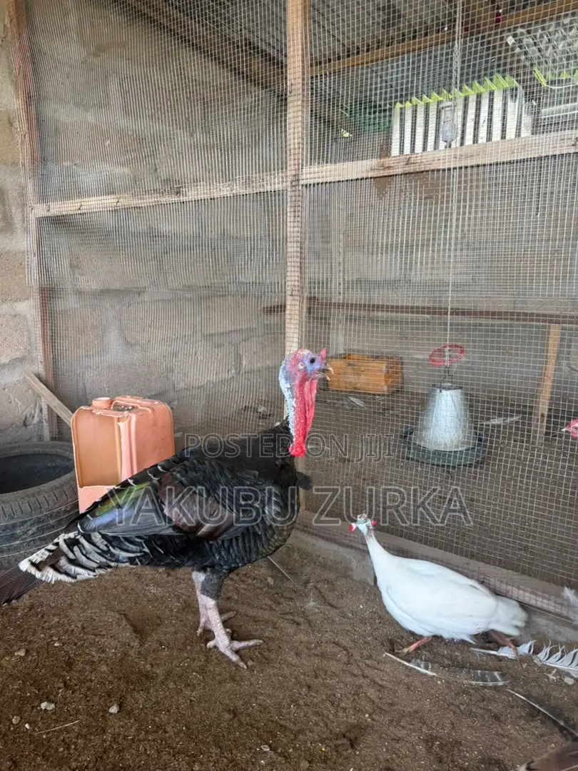 Healthy Adult Turkeys for Sale – Tamale