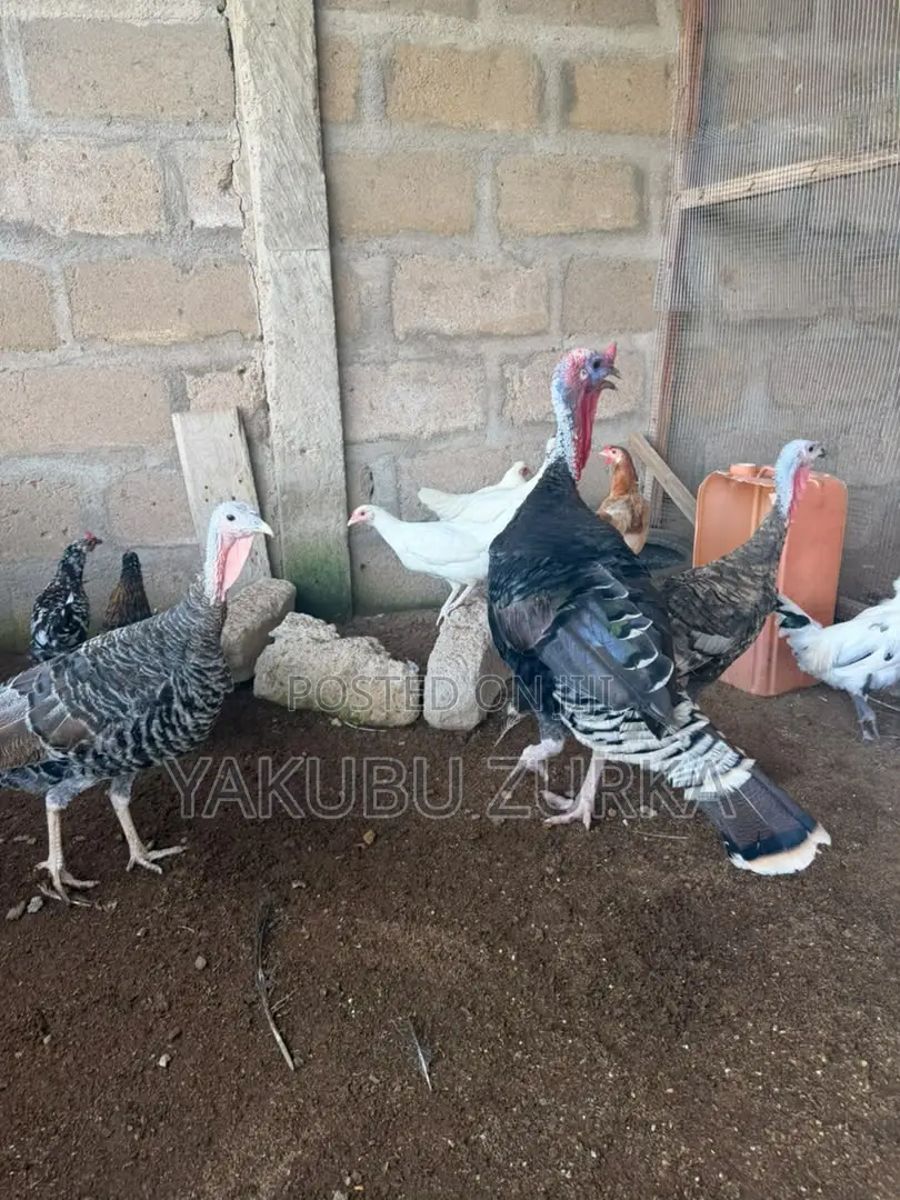 Healthy Adult Turkeys for Sale – Tamale