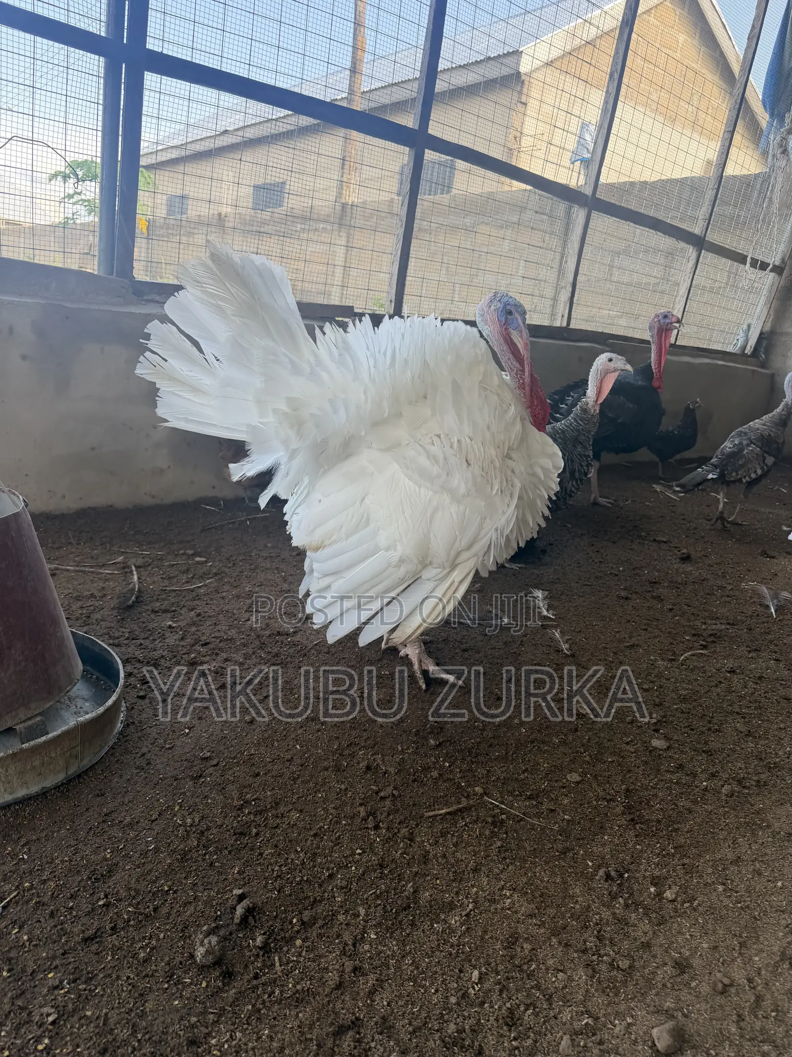 Healthy Adult Turkeys for Sale – Tamale