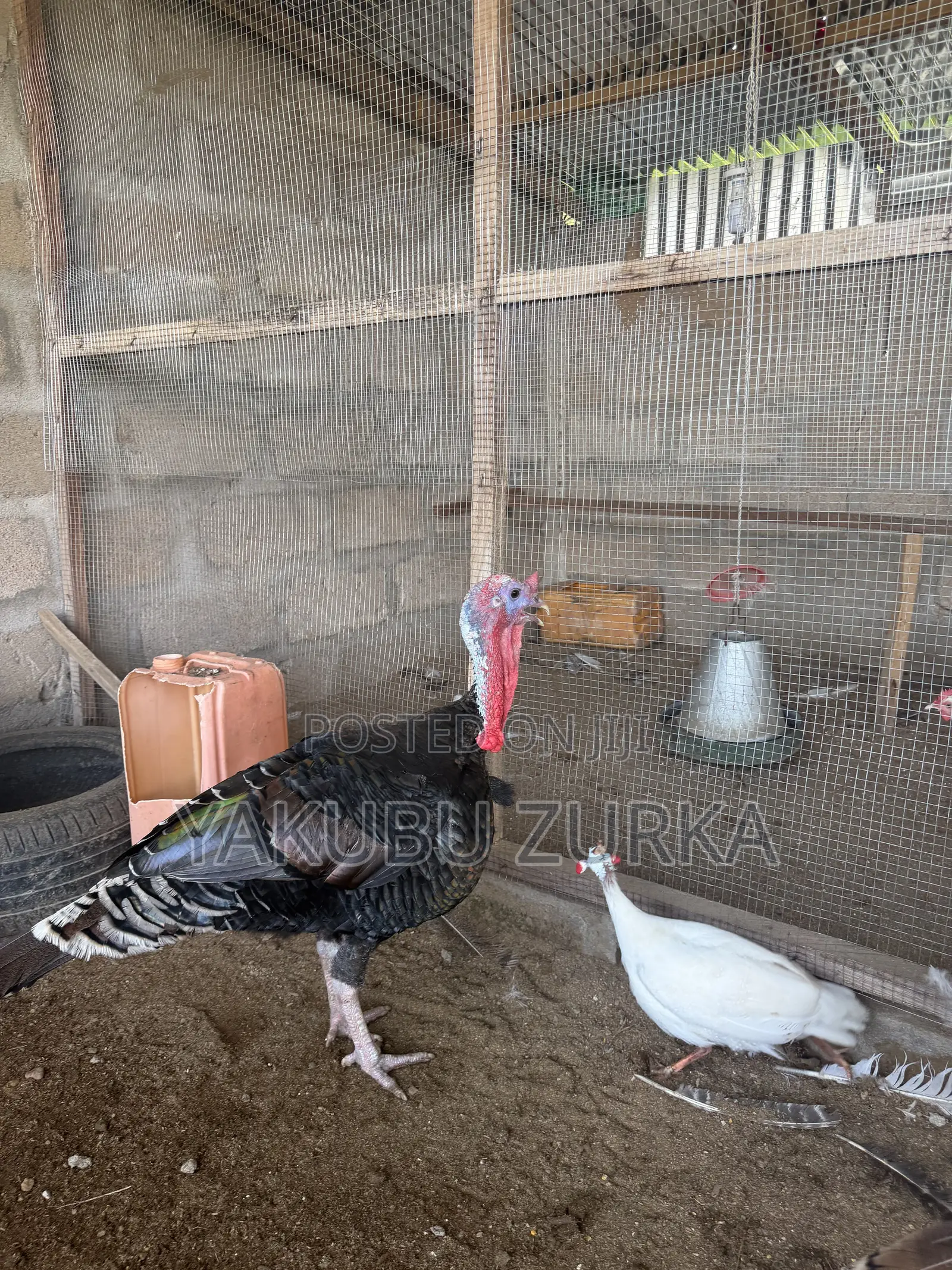 Healthy Adult Turkeys for Sale – Tamale