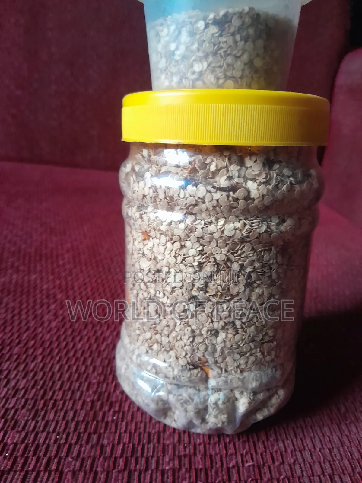 Egg Plant Seed for Sale
