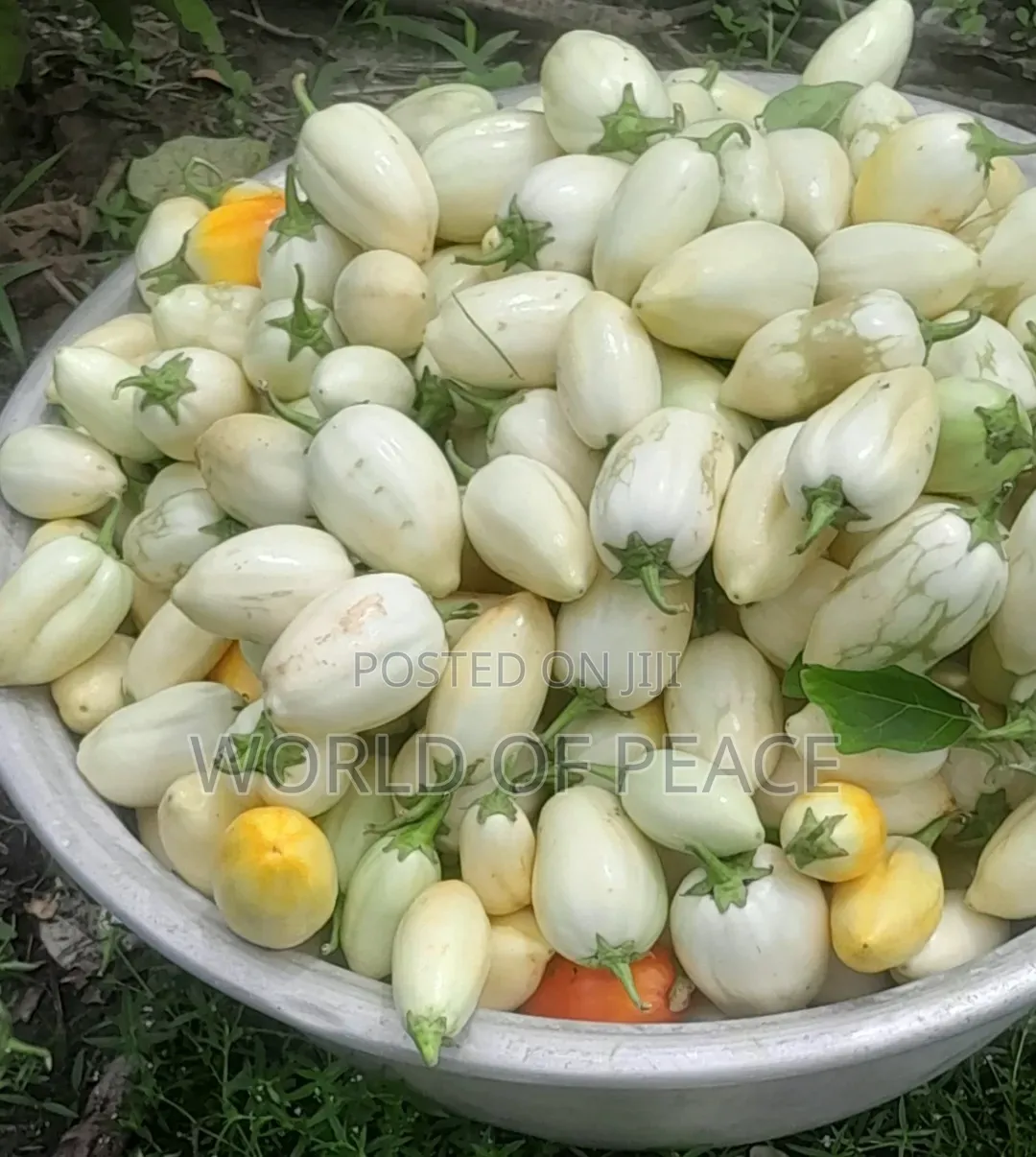 Egg Plant Seed for Sale