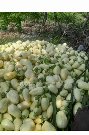 Egg Plant Seed for Sale