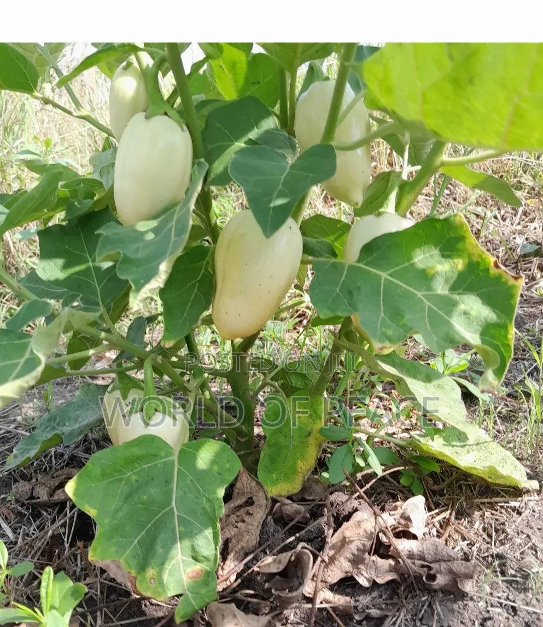 Egg Plant Seed for Sale