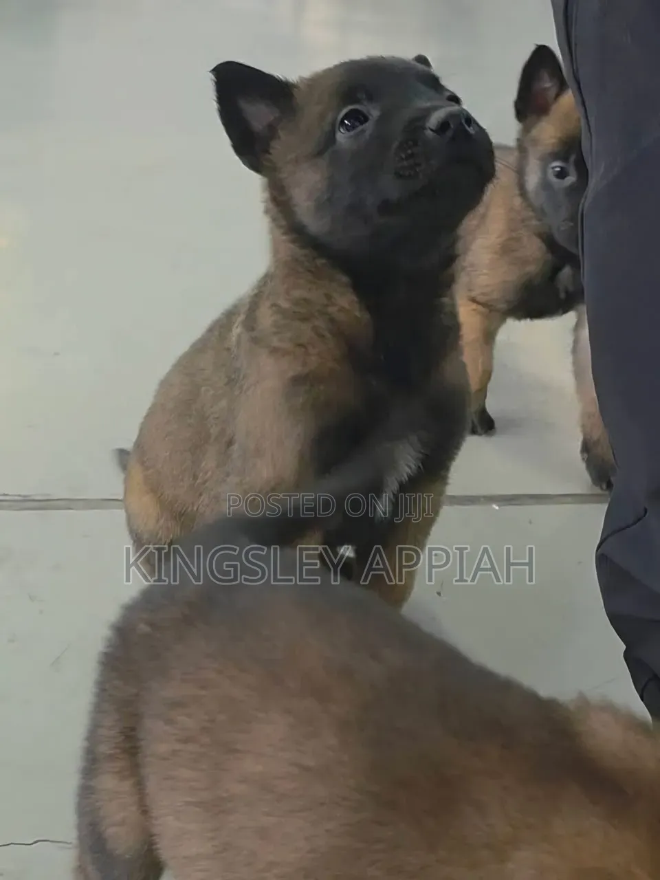 1-3 months Male Purebred Belgian Malinois