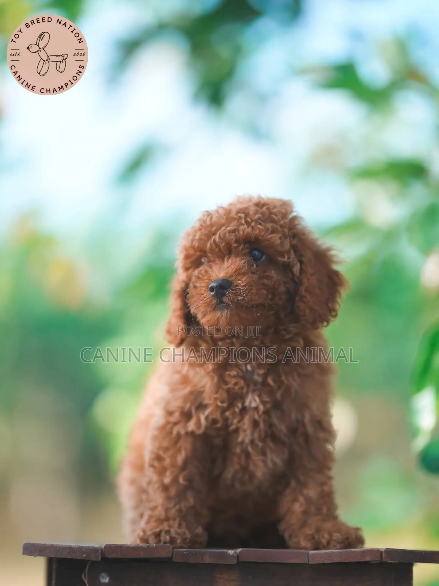 1-3 months Female Purebred Poodle