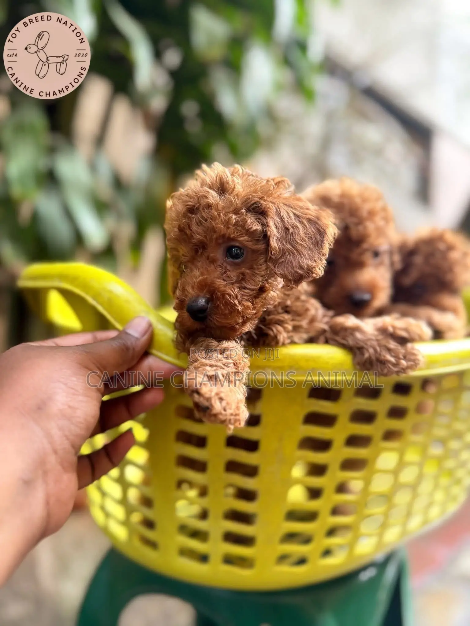 1-3 months Female Purebred Poodle