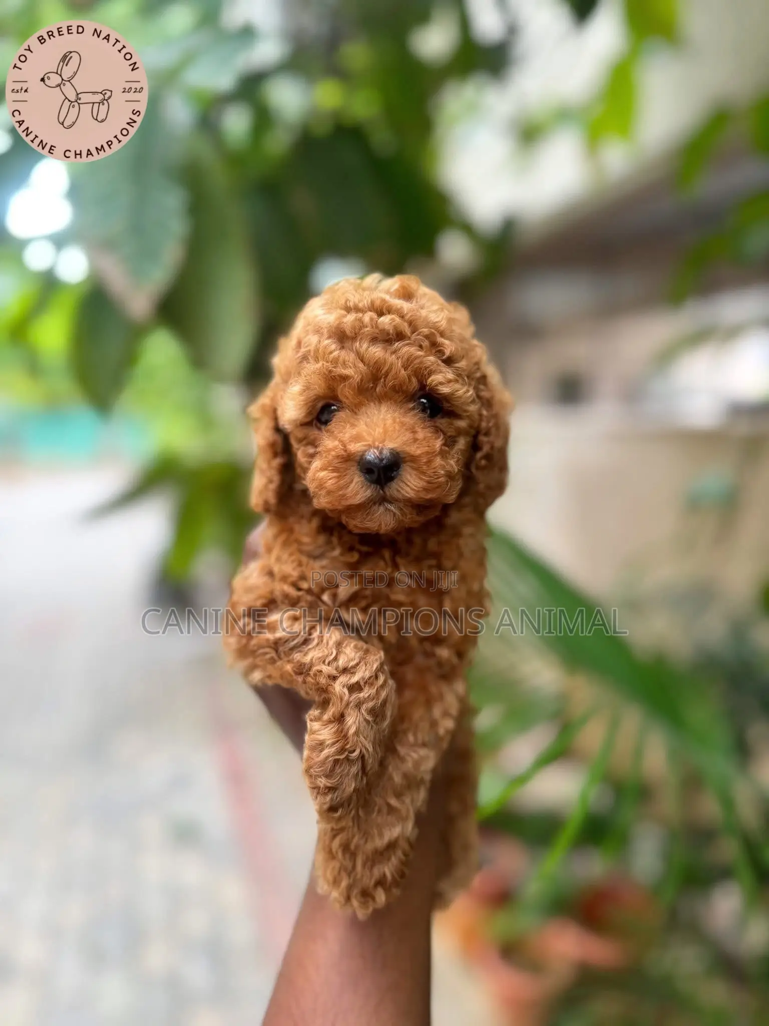 1-3 months Female Purebred Poodle