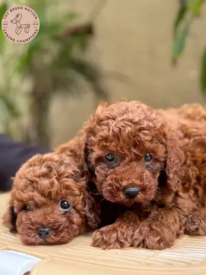 1-3 months Female Purebred Poodle