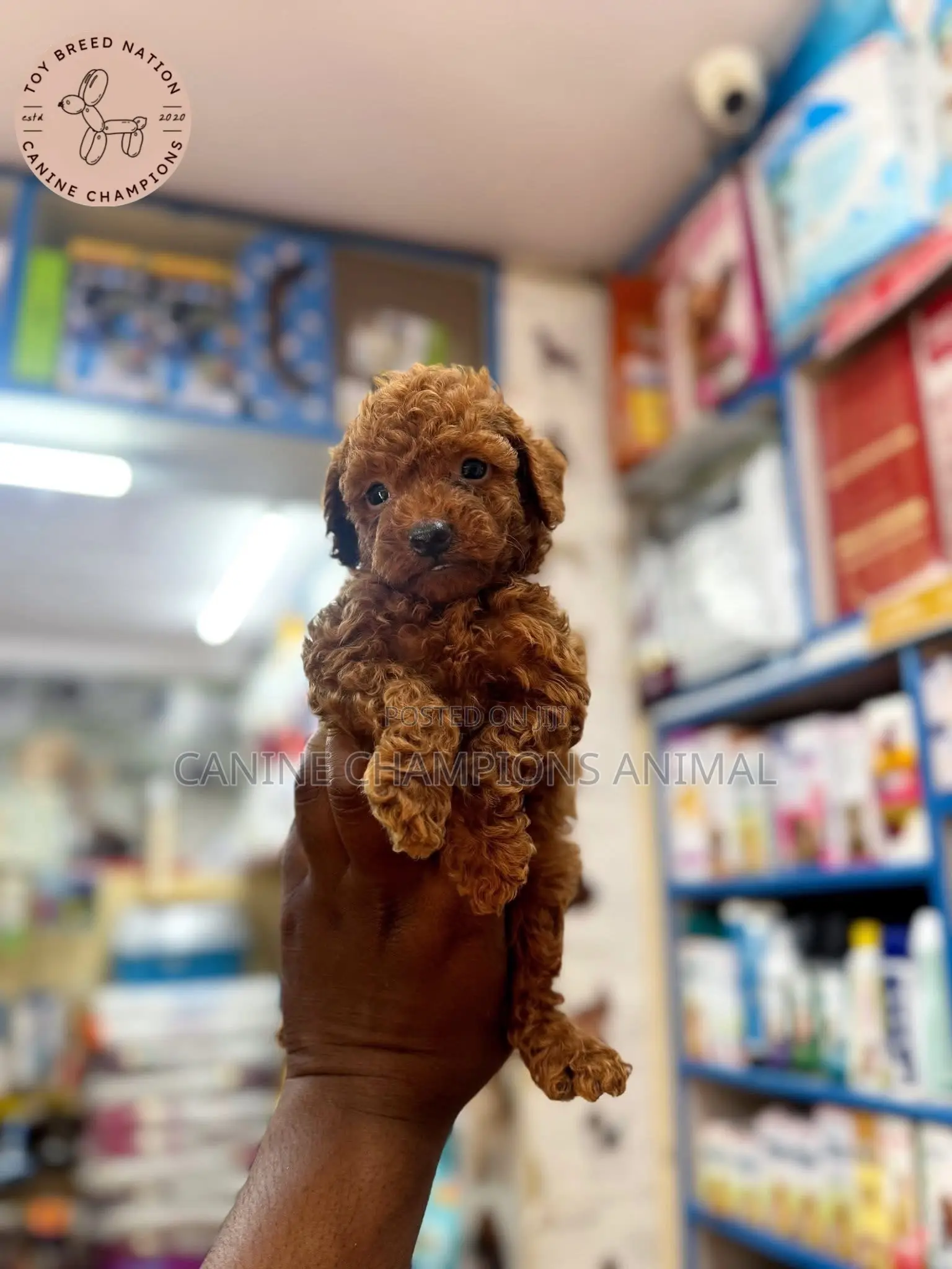 1-3 months Female Purebred Poodle