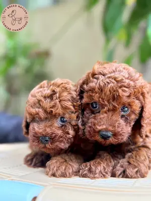 1-3 months Female Purebred Poodle